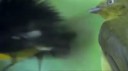 birdAss.webm