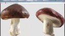 mushrooom  15x  modeling.webm