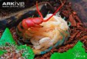 scolopendra-morsitans-female-with-young-pedelings.jpg