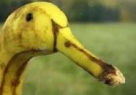 banana duck.jpg