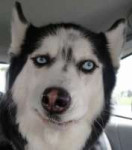 sceptical husky.jpg