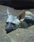 220px-Aardwolf02.jpg