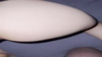169856276379035203.MOV