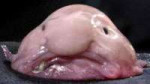 blobfish0.jpg