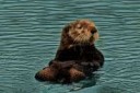 1200px-SeaOtter