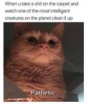 catPathetic.jpg