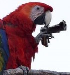 parrot-gun.jpg