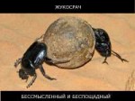 Scarabaeidae-Scarabaeussacer