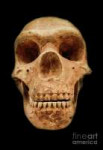 neanderthal-skull-reproduction-juan-aunion.jpg