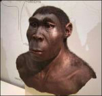 20120202-Homoerectus 2.JPG