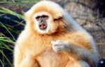 gibbon.jpg