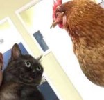 catcock.jpg