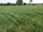 Oakey-Wheat-grass-pasture.jpg