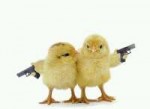 Gangsta-Chickens-With-Guns-Funny-Animals-Picture.jpg