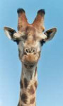 357px-Giraffe-closeup-head.jpg