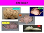 The+Brain+dolphin+Human+brain+Cat+Camel+Brain+frog.jpg