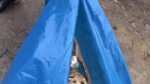 пираньи.webm