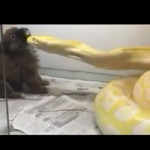 Giant Snake bites dog on neck and kills him.mp4