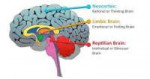 brain-regions.png