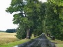Деревья В Калининграде Фото