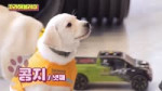 Shh! Work idol IVE REI, 0 Quitting rate Debuted as a guide dog school trainer!   Follow REI EP.23.webm