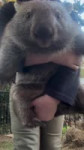 brindabellathewombat1720854915341110001450704165440878744268 (1).mp4