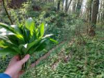 wild-garlic-in-german-forest-great-soup-pesto-2hlutnuz0w-1080x810.jpg