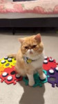 ssstik.iohariton.cat1745552661019.mp4