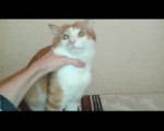 198723856346409.mp4