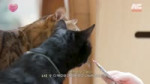 [IVE LOG] 완전 내꼬다냥🐾 리즈냥의 최애 캣닢템 다 공개한다냥 [8991BvZAxB4].webm