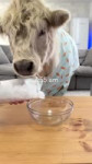 My Cow’s Perfect Morning Routine.mp4