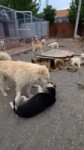 SaveClip.AppAQPxDZFQmxd3yFyARz0USEbJVGiqSY9olcczvcEjhkk4KqwF0Y-J5JxyFK142hMBOQcK3B1X3Z5g5w0PTVmjPN7YtbGIcNGCoFuhmW8.mp4