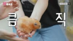 [JP] 햄스터 키우기 비용 1,000만원？!🐹 햄스터 집 털고 온 히토미도희 [덕통사고2 EP.8] 세이마이네임 l 골든햄스터 [S0XXRabcwvU].webm