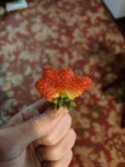 IMG20250718070049BURST002.jpg