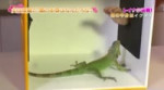 Реина щупает игуану.webm