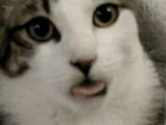 1755280252168.gif