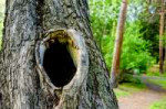 tree-with-hole-it-that-says-hollow415641-7118.jpg