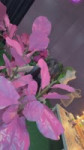 팬콘 혼자 가기 무서울 때 이 영상을 트세요 [wHNkPATnexo]-2.webm