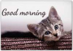 Cute-Cat-Good-Morning-wg16070.jpg