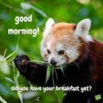 good-morning-with-cute-animal.jpg