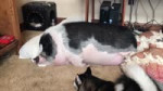 DOG TRIES TO WAKE UP SLEEPING PIG.mp4