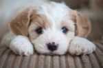adorable-puppies-cute-puppies-41538743-590-393.jpg