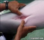 05-where-dolphin-babies-come-from.jpg