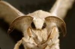 moth7.jpg