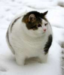 толстый кот.jpg