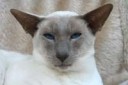 siamese-cat-4088551280.jpg