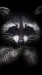 Raccoon-f597f05f-8cf1-3ecb-b01a-1891446f0d53.jpg