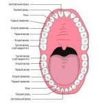 Nazvanie-zubov-u-cheloveka-shema-1.jpg