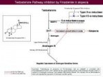 5-alpha-reductaseinhibition.jpeg