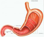 bolezni-zheludka.jpg